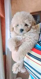 Barboncini toy/spitz di pomerania nano(pomapoo)