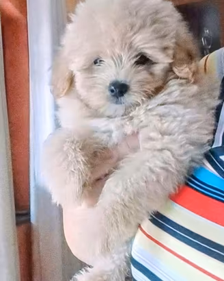 Barboncini toy/spitz di pomerania nano(pomapoo)