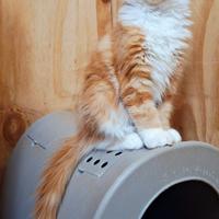 Cucciola Maine Coon con Pedigree