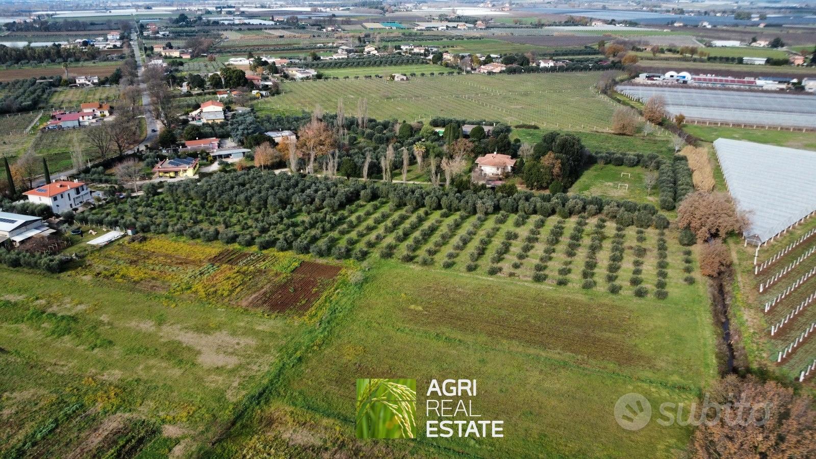 Uliveto di 1 HA con 200 piante e pozzo - Vista 2