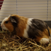 Cavia Peruviana - Porcellino d'India adozione
