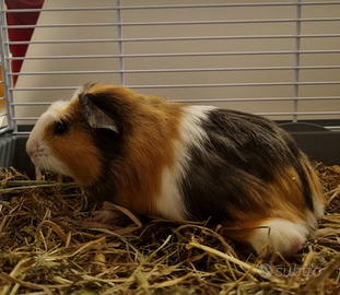 Cavia Peruviana - Porcellino d'India adozione