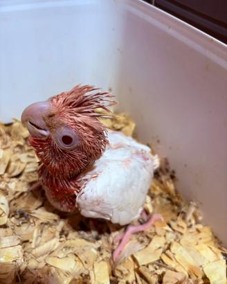 Cacatua