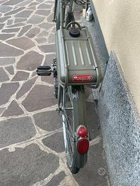 Mosquito garelli