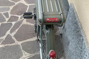 Mosquito garelli