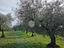 Immagine 8