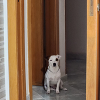 Accoppiamento Jack russell maschio