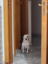 Accoppiamento Jack russell maschio