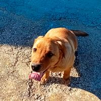 Cucciolone Labrador