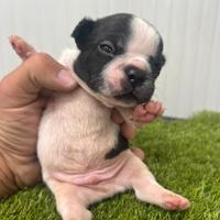 Bulldog francese