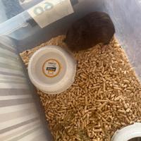 Cavia peruviana con tutta la scatola e utile