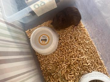 Cavia peruviana con tutta la scatola e utile