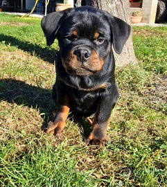 Cuccioli rottweiler alta genealogia
