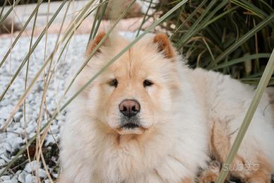 Accoppiamento chow chow