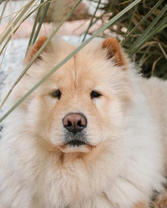 Accoppiamento chow chow