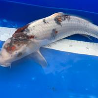Carpa koi
