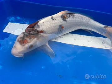 Carpa koi