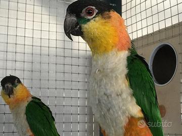 Caicco testa nera allevato a mano