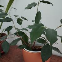 pianta piccola di beniamino 