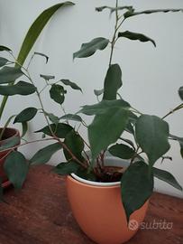 pianta piccola di beniamino 