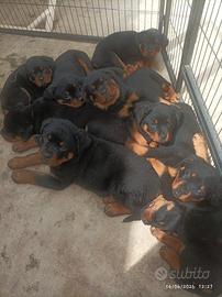 Cuccioli di rottweiler