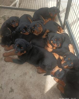 Cuccioli di rottweiler