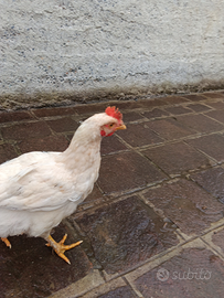 Pulcinotto femmina Livornese 6 mesi