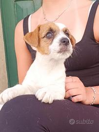 Cucciola jack russell terrier pelo ruvido
