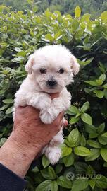 Cucciolo di Maltipoo