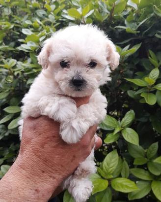 Cucciolo di Maltipoo