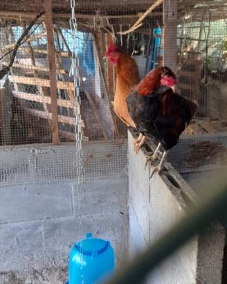 Galli livornese e Aracauna zona Parma15
