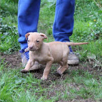 American Pitbull terrier