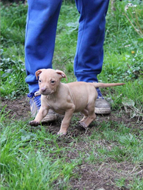 American Pitbull terrier