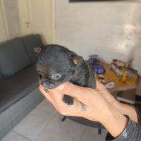 Chihuahua Mini toy