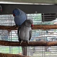 Parrocchetto dal collare viola / CT