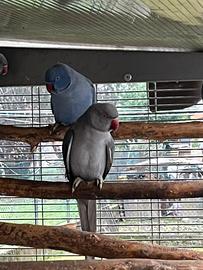 Parrocchetto dal collare viola / CT