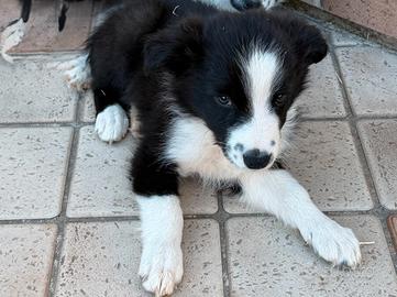 Cucciolo Maschio Border Collie