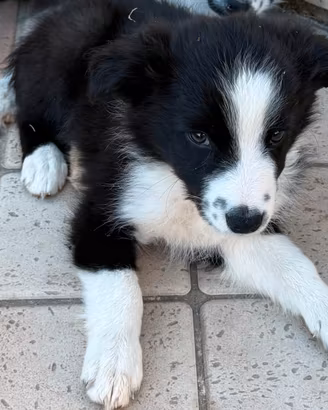 Cucciolo Maschio Border Collie