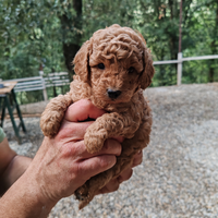 Barboncini red e champagne PRONTA CONSEGNA