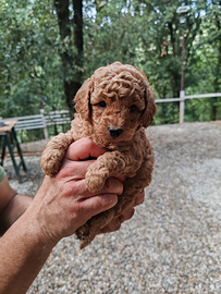 Barboncini red e champagne PRONTA CONSEGNA