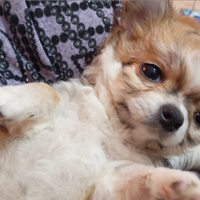 Chihuahua pelo lungo