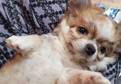 Chihuahua pelo lungo