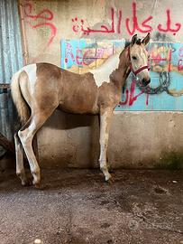 Puledra paint andalusa