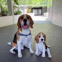 Stallone di beagle con pedegree