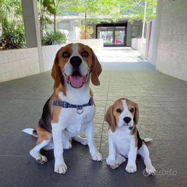 Stallone di beagle con pedegree