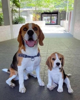 Stallone di beagle con pedegree