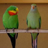 Parrocchetto barrabands