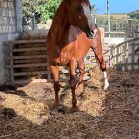 Puledro
