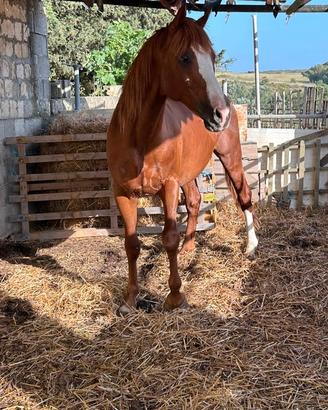 Puledro