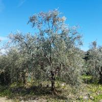 Sfalcio Decespugliatore / Potatura Ulivo a Vaso